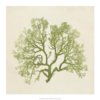 Chromatic Seaweed VI Fine Art Print