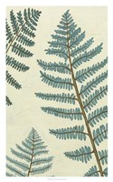 Blue Fern Trio I Fine Art Print