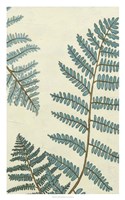 Blue Fern Trio III Fine Art Print