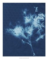 Cyanotype No.3 Fine Art Print