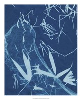 Cyanotype No.5 Fine Art Print