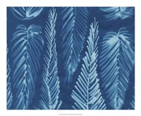 Cyanotype No.8 Fine Art Print