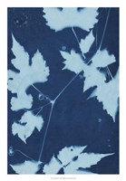 Cyanotype No.9 Fine Art Print
