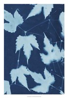 Cyanotype No.10 Fine Art Print