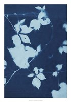 Cyanotype No.11 Fine Art Print