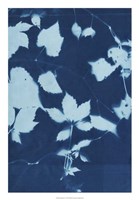 Cyanotype No.12 Fine Art Print