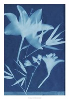 Cyanotype No.18 Fine Art Print