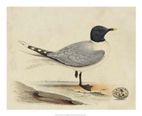 Meyer Shorebirds I by H.l. Meyer - 22" x 18"