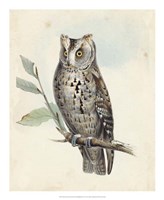 Meyer Scops-Eared Owl by H.l. Meyer - 18" x 22"