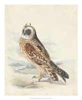 Meyer Hawk Owl by H.l. Meyer - 18" x 22"