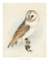 Meyer Barn Owl by H.l. Meyer - 18" x 22"