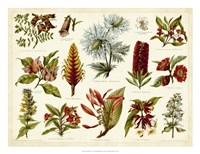 Tropical Botany Chart I Framed Print