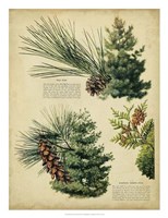 Red Pine & Eastern White Pine Fine Art Print
