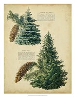 Colorado Blue Spruce &Norway Spruce Fine Art Print