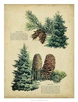 Douglas Fir & White Fir Fine Art Print