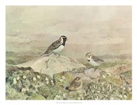 Gathering Fine Art Print