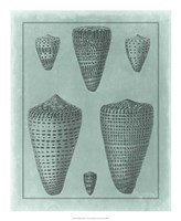 Spa Shell Collection I Fine Art Print
