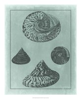 Spa Shell Collection II Fine Art Print