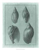 Spa Shell Collection III Fine Art Print