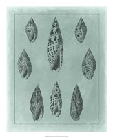 Spa Shell Collection IV Fine Art Print