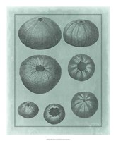 Spa Shell Collection V Fine Art Print