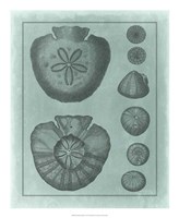 Spa Shell Collection VI Fine Art Print