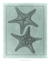 Spa Shell Collection VII Fine Art Print