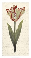 Twin Tulips I Fine Art Print