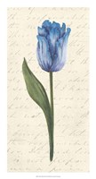 Twin Tulips III Fine Art Print