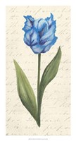 Twin Tulips IV Fine Art Print