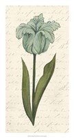 Twin Tulips VI Fine Art Print