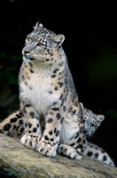 Snow Leopard, Uncia uncia, Panthera uncia, Asia Fine Art Print