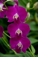Singapore. National Orchid Garden - Pink Orchids Fine Art Print