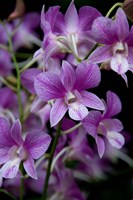 Singapore. National Orchid Garden - Purple/White Orchids by Cindy Miller Hopkins - various sizes