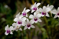 Singapore. National Orchid Garden - White Orchids by Cindy Miller Hopkins - various sizes