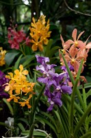 Singapore. National Orchid Garden - Multi colored Orchids Fine Art Print