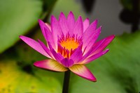 Single magenta water lily at the Orchid Garden at Lake Gardens Park in Kuala Lumpur Malaysia Fine Art Print