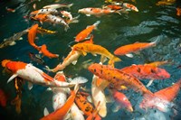 Ornament Koi or Common Carp, Shopping Mall Pond, Malacca, Historic Melaka, Malaysia Peninsula, Malaysia, SE Asia Fine Art Print