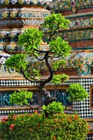 Bonsai tree in front of chedi, Wat Pho, Bangkok, Thailand Fine Art Print