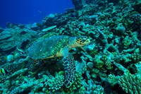 Sea tutle, Southern Maldives, Indian Ocean Fine Art Print