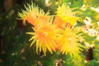 School of fish, Southern Maldives, Indian Ocean Fine Art Print