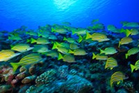 Schooling Bluestripped Snappers, North Huvadhoo Atoll, Southern Maldives, Indian Ocean Fine Art Print