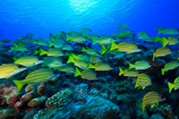 Schooling Bluestripped Snappers, North Huvadhoo Atoll, Southern Maldives, Indian Ocean by Stuart Westmorland - various sizes