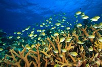 Schooling Damselfish, North Huvadhoo Atoll, Southern Maldives, Indian Ocean Fine Art Print