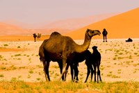 Oman, Rub Al Khali desert, camels, mother and calves Fine Art Print