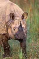 Asia, Nepal, Royal Chitwan NP. Indian rhinoceros Fine Art Print