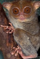 Asia, Philippines, Tarsier Fine Art Print