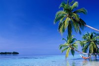 Maldives, Felidhu Atoll. Man relaxing in hammock Fine Art Print