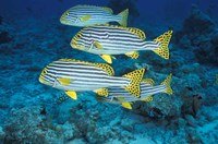 Maldives, Oriental sweetlips Fine Art Print