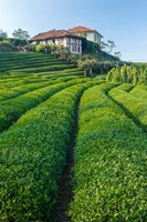 Tea Field in Rize, Black Sea Region of Turkey Fine Art Print